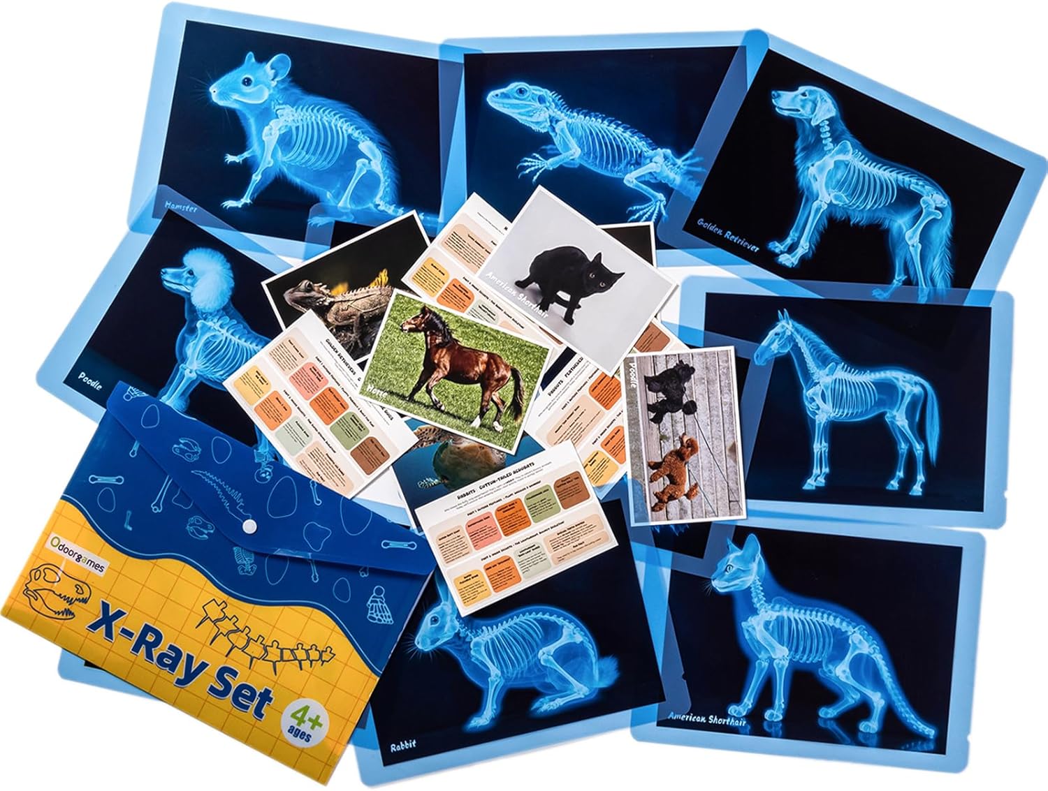 Odoorgames Purple Sand Painting Light Box - Pet Series Animal Xrays for Kids, Pet Xrays Set, Light Table Accessories, Perfect for Vet Role Play and Learning About Pets' Anatomy