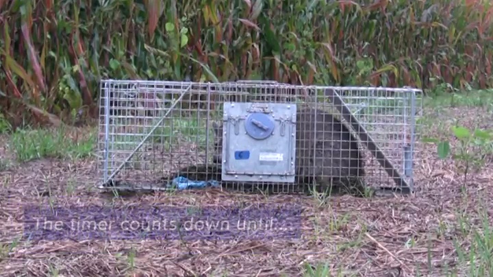 Amazon.com : Havahart 998 Large 2-Door Safe Release Humane Live