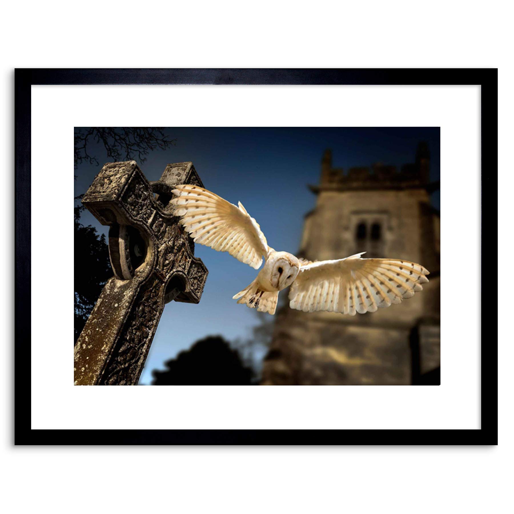 Wee Blue Coo Photo Barn Owl Bird Alba Graveyard Scotland Framed Wall Art Print