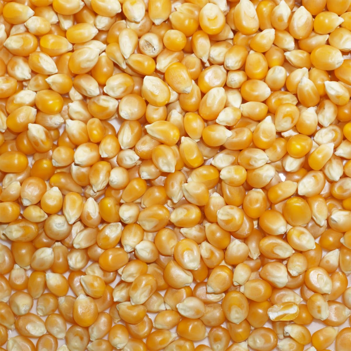 Amazon.co.jp: アメ横 大津屋 ポップコーン トウモロコシ popcorn