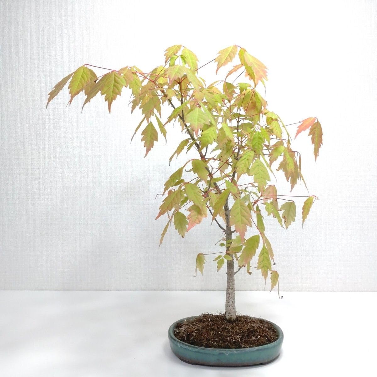 樹高6.5㎝ 五葉アケビ ミニ 小品 盆栽 真柏 黒松 赤松 桜 紅葉 ミニ