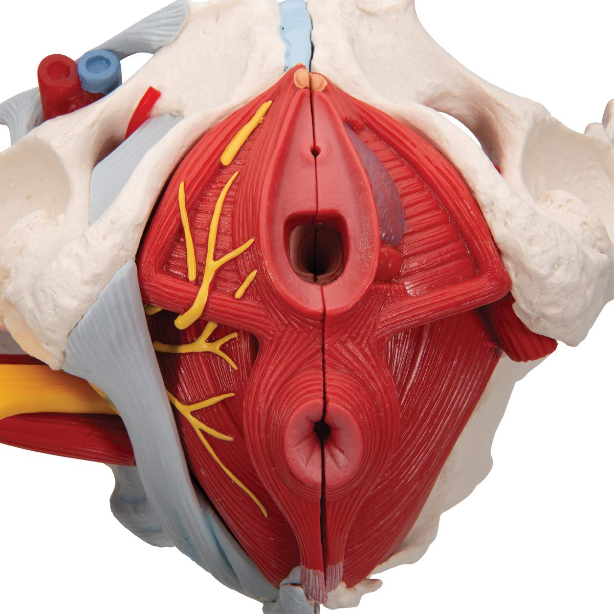 3B Scientific H20/4 żeńska miednica z taśmami, naczyniami, nerwami, dnem miednicy, narządami oraz bezpłatnym oprogramowaniem do anatomii 3B Smart Anatomy