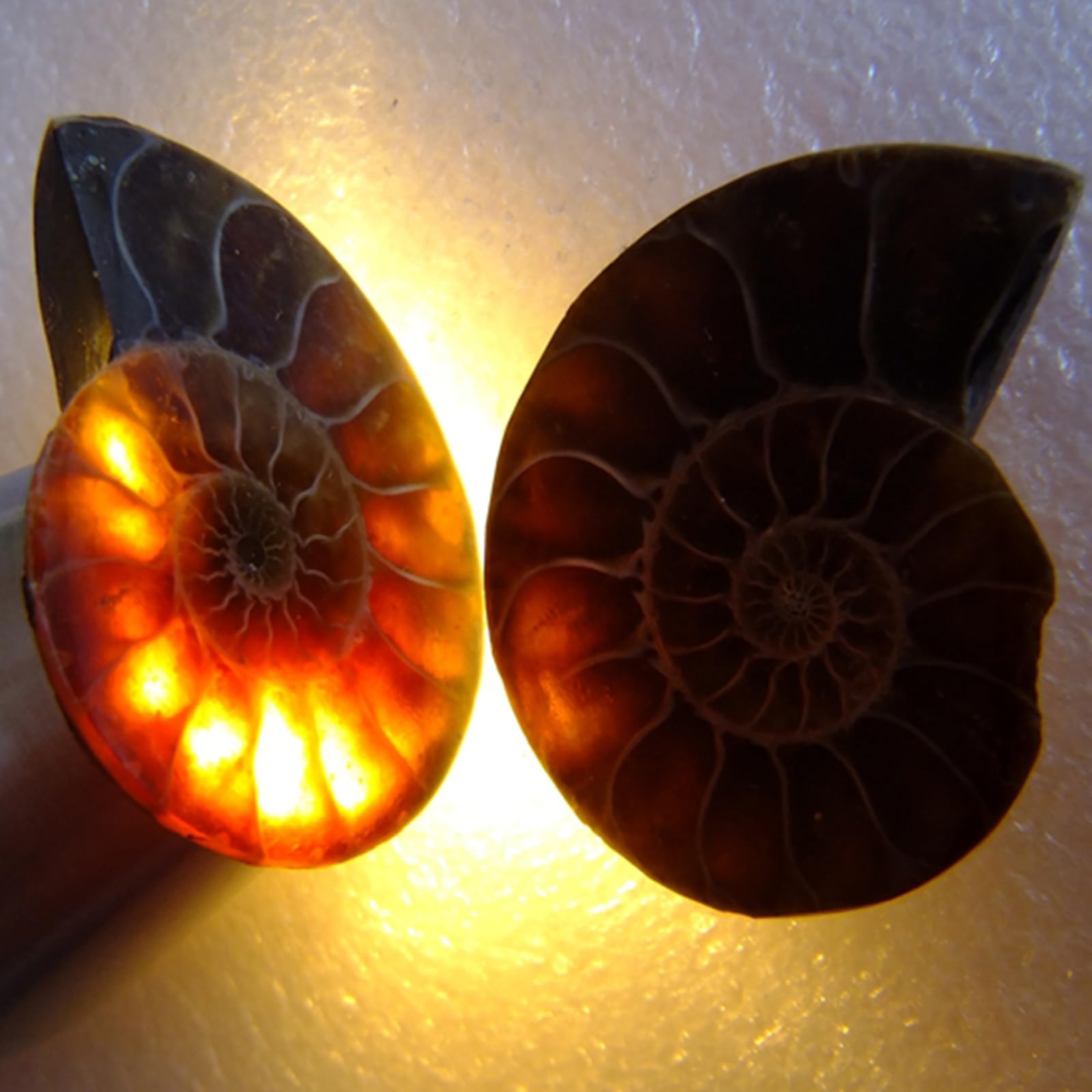 1 Paio di Conchiglie di Ammonite lucidate Naturale - fossile di Ammonite - Artigianato Naturale a Spirale di Ammonite per Collezioni di fossili e scopi educativi