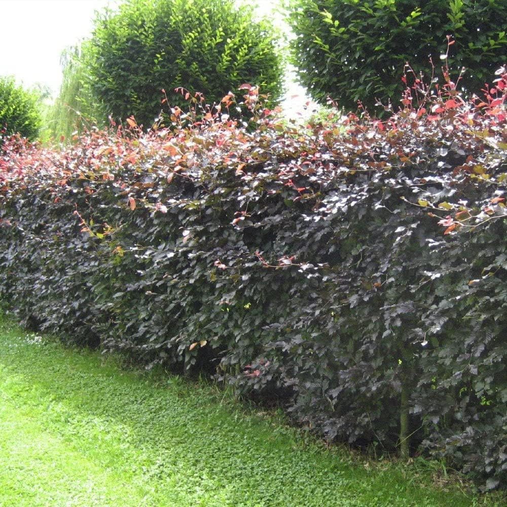 Purple Beech (Fagus sylvatica Atropunicea) Semi-Evergreen Field Grown Bare Root Hedging Plants Tree Sapling (Single - 10 Packs) (1, 2-3ft (60-90cm))