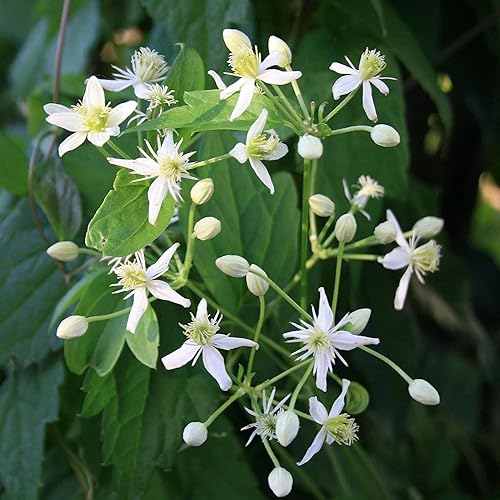 Miniatura 5 de Clematis Virginiana Seeds Virgin's Bower Clematis Vid caducifolia perenne atrae abejas resistentes a los ciervos Fragante Estanque corriente
