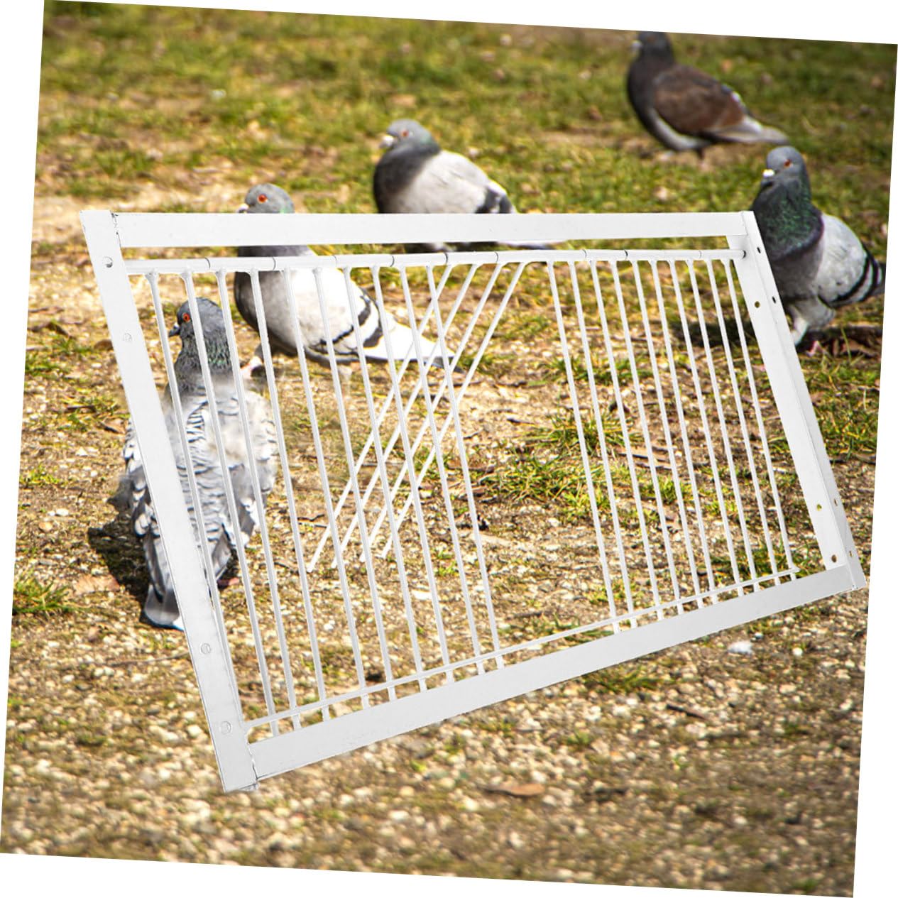 Porte de Cage pour Pigeon 2 Pièces en Fer Argenté Renforcée | Oiseaux, Accessoire de Cage, Usage Course et Entraînement, Sécurité Accrue, Lot 2 Pièces