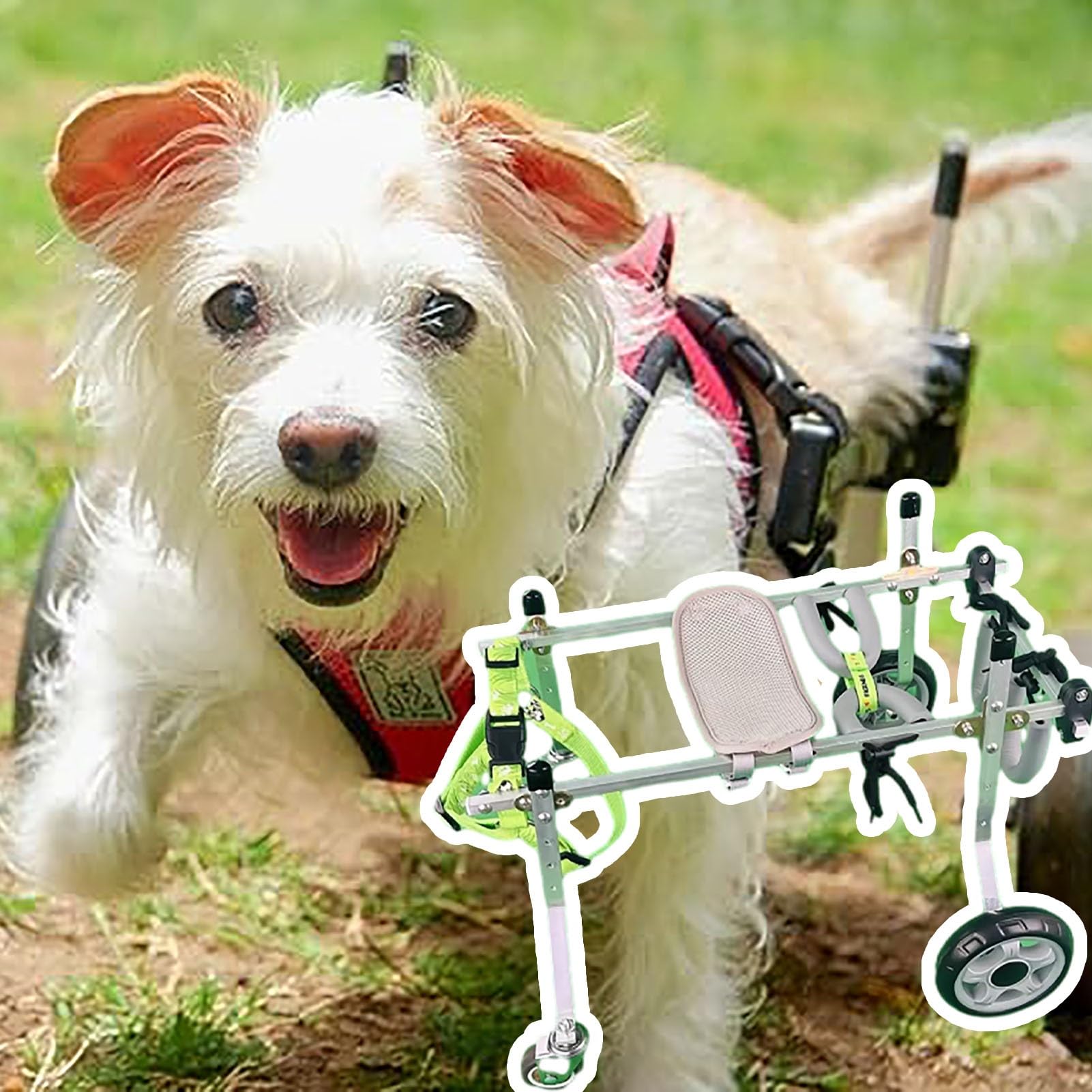 Aide à la mobilité tout-terrain pour grand chien en promenade