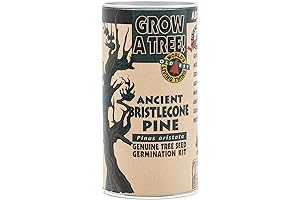 Ancient Bristlecone Pine | Personalized Grow A Christmas Tree Seed Kit | The Jonsteen Company
