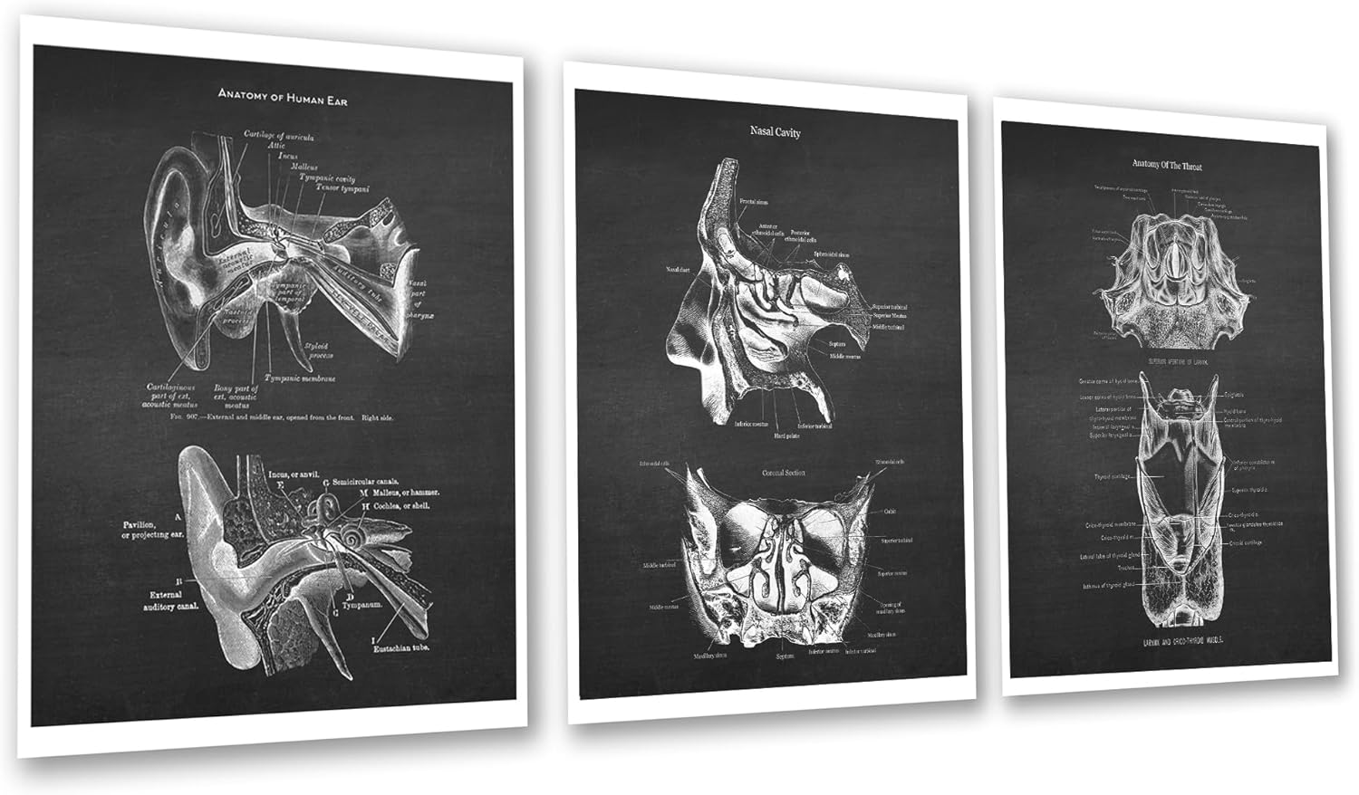 Gnosis Picture Archive ENT Doctor Office Decor Appreciation Gift Ear Nose and Throat Anatomy set of 3 Unframed Art Prints