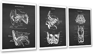 Gnosis Picture Archive ENT Doctor Office Decor Appreciation Gift Ear Nose and Throat Anatomy set of 3 Unframed Art Prints