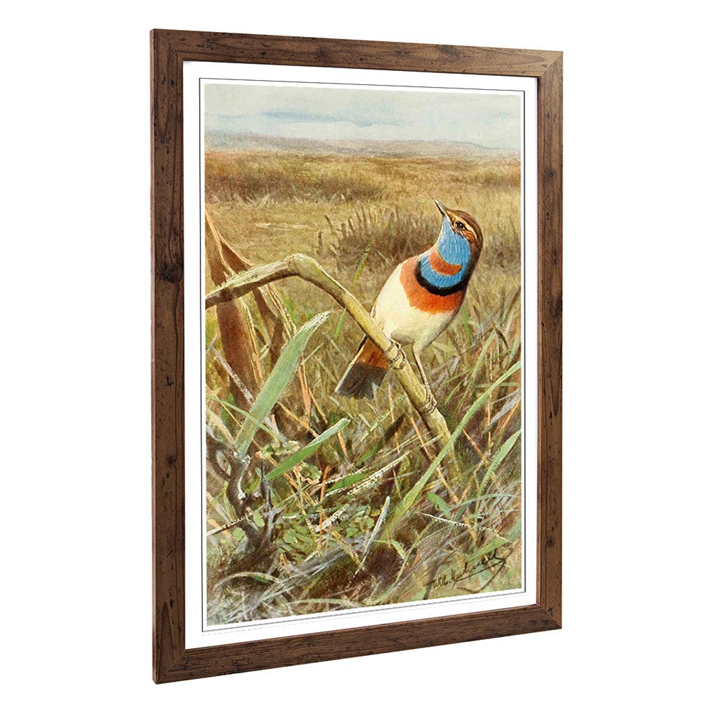 Big Box Art Framed Print of Vintage W Kuhnert Tundra Bluethroat Design | Wall Art Picture | Home Decor for Kitchen, Living Room, Bedroom, Hallway, Walnut, A2 / 24.5x18 Inch / 62x45cm