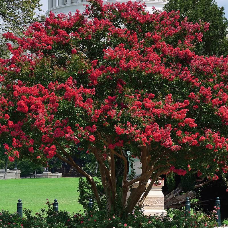 Buy Red Crepe Myrtle Trees 2 Live Crepe Myrtle Bush s 6" Tall (Crape