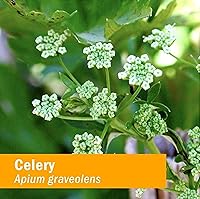 Vista 5 de Herb Pharm Extracto líquido de semilla de apio orgánico certificado para apoyo del sistema urinario, 1 onza (090700000356)