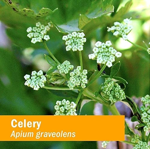 Miniatura 5 de Herb Pharm Extracto líquido de semilla de apio orgánico certificado para apoyo del sistema urinario, 1 onza (090700000356)