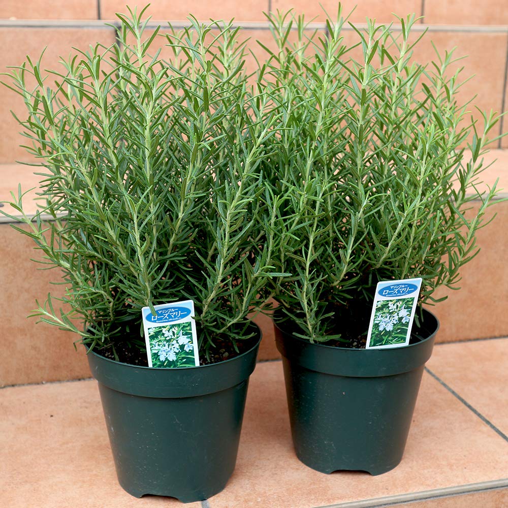 Amazon.co.jp: ローズマリー マリンブルーの大苗【品種で選べる