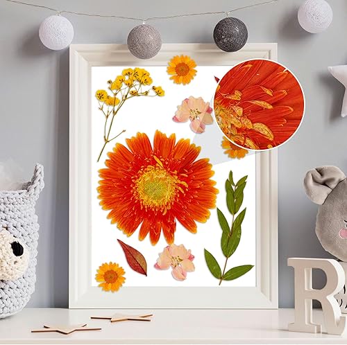 Vista 77 de Augshy 141 flores secas prensadas para resina, flores secas naturales reales prensadas para manualidades, moldes de resina, álbumes de recortes, 5