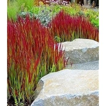 Baldur Garden Decorative Grass 'Red Baron' Japanese Bloodgrass Flame Grass 3 Plants Imperata Cylindrica Hardy Garden Ornamental Grasses