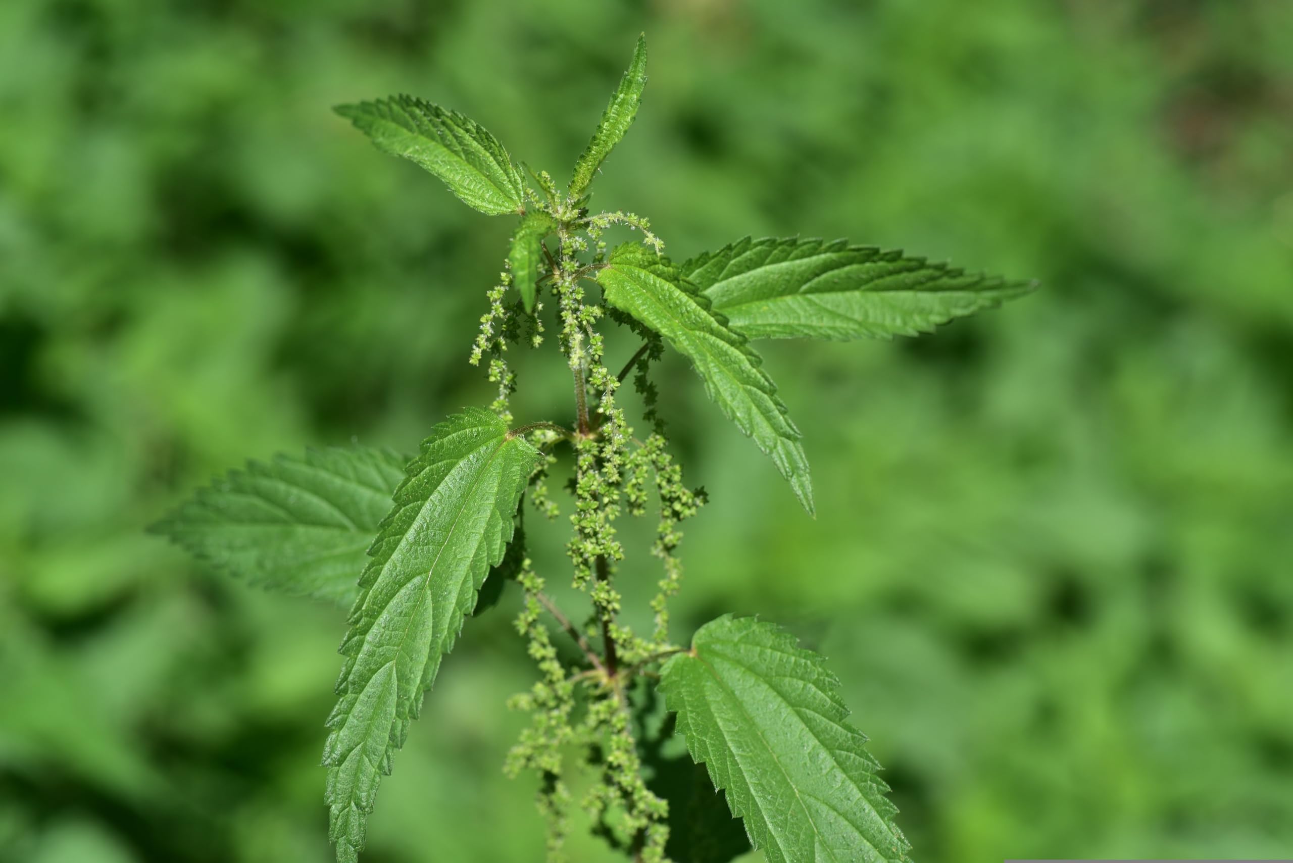 Große Brennnessel (Urtica dioica) Samen. Heilpflanze, natürlicher Dünger. (100000 Samen = 20,0g)