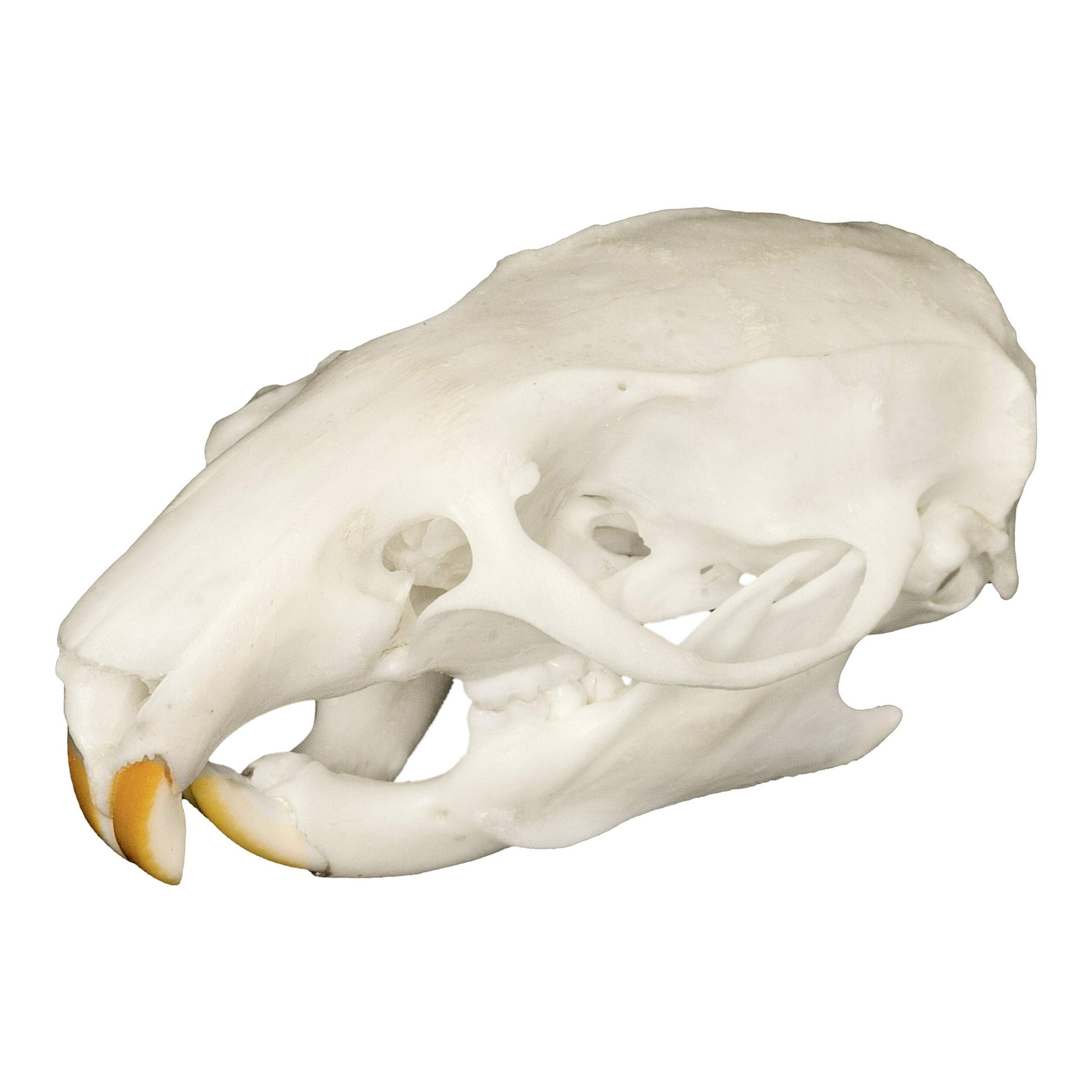 Skulls Unlimited Real Rat Skull– Model Animals Specimen for 