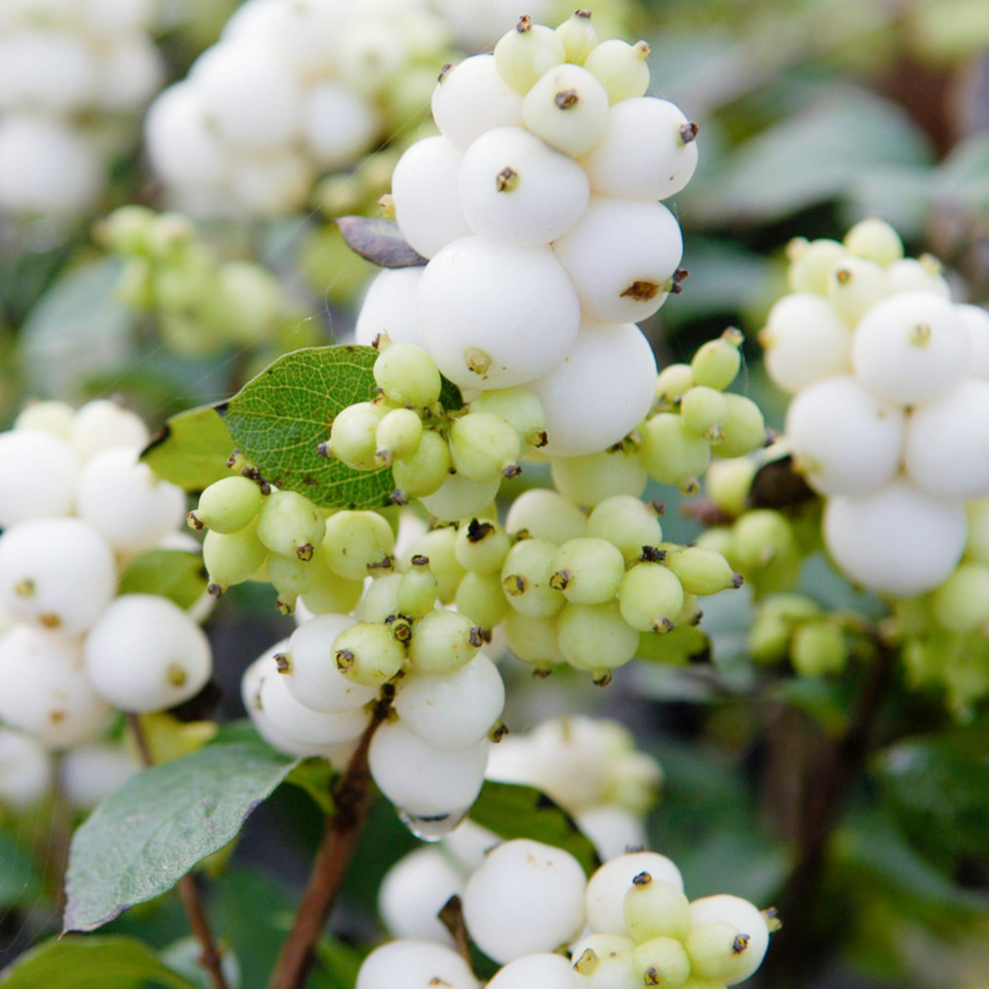Symphoricarpos Magical Galaxy Snowberry Upright Deciduous Flowering Berry Shrub (20-30cm (Incl. Pot))