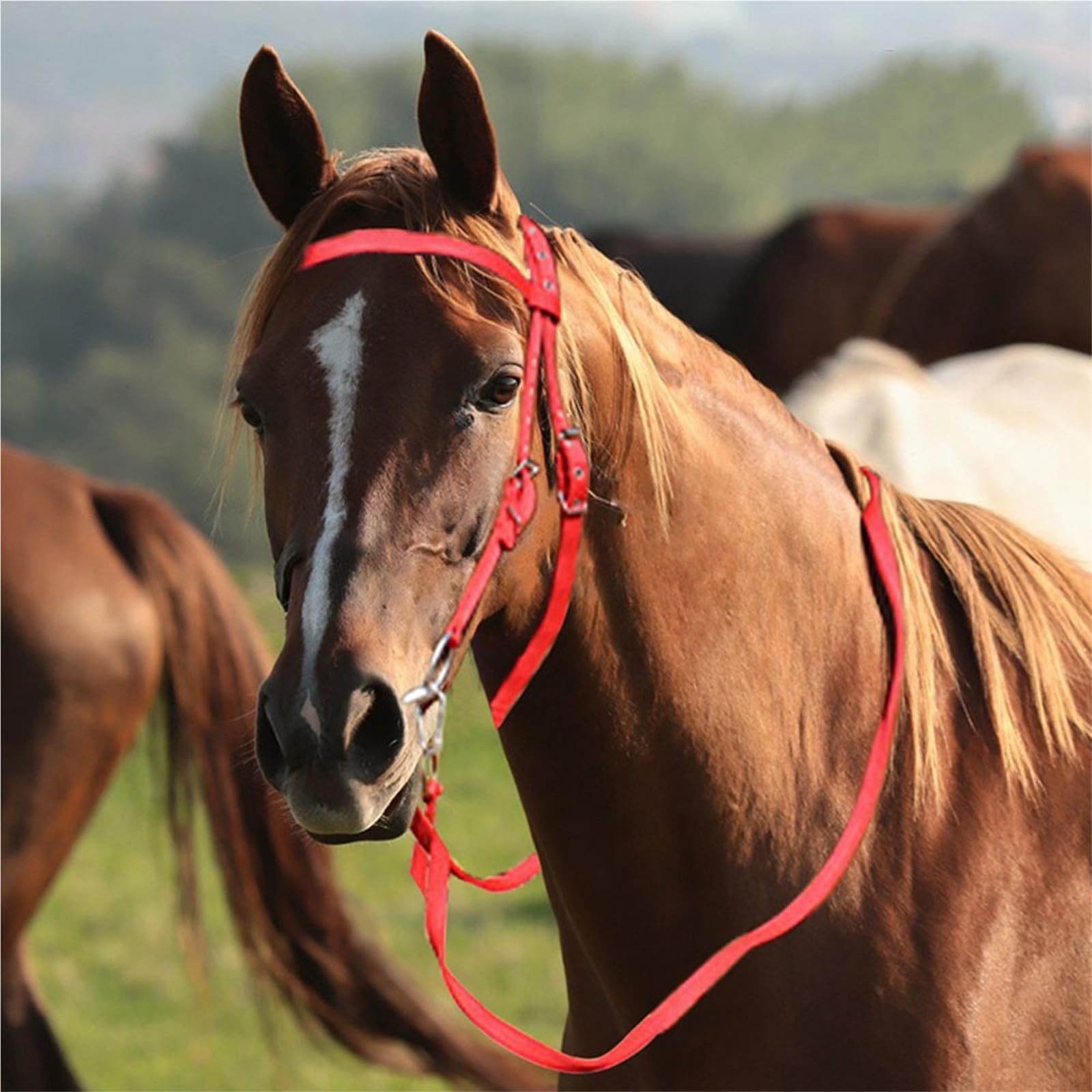 Cavezza Per Cavallo Filetto regolabile Capezzina in nylon Redini equini foderati Forniture equestri for equitazione(S)