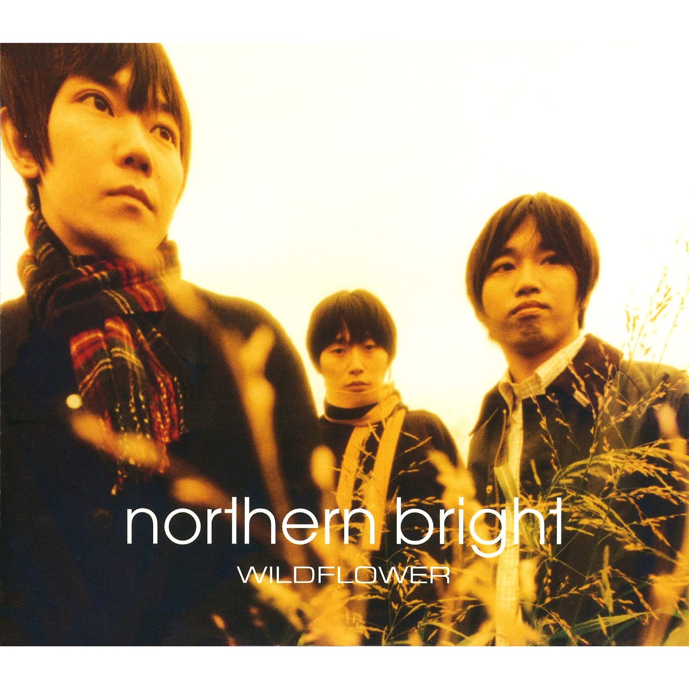 northern bright