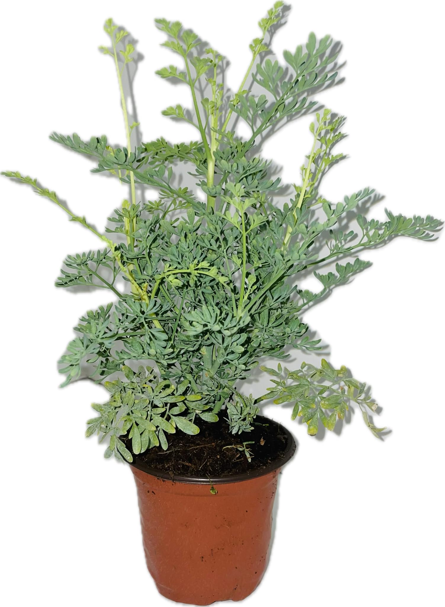corabi plant Wasabi Coleus | RosyDawnGardens.com main image 1