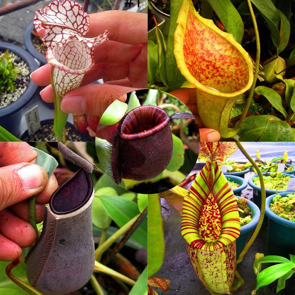 Harddo 50pcs Nepenthes Plant Seeds, Nepenthes Carnivorous Plant Eating Mosquito Insect Garden Flowers Bonsai