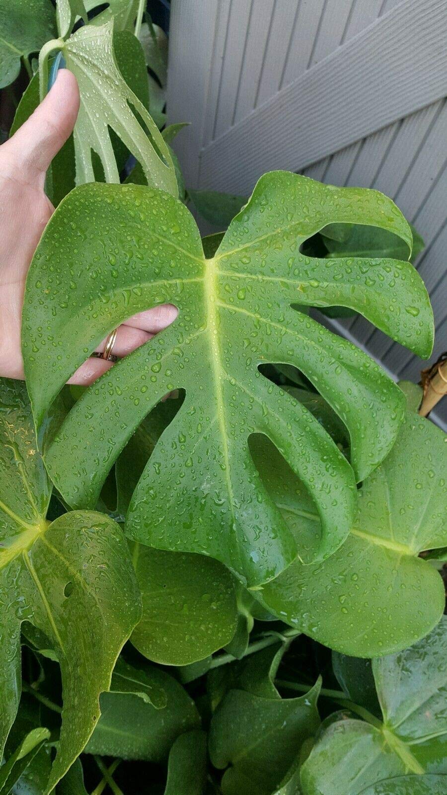 Buy Monstera Deliciosa Swiss Cheese Live Vine Split Leaf Philodendron