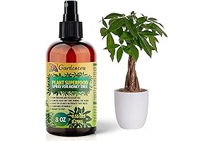 Money Tree Plant Food - The Secret to Lush Indoor Trees