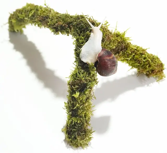 Begeterday Haustier Schnecke Kletterspielzeug für Chamäleon Terrarium