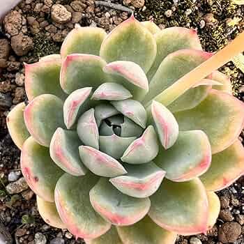 Amazon.co.jp: 花月夜根付き抜き苗多肉植物エケベリア : ホビー