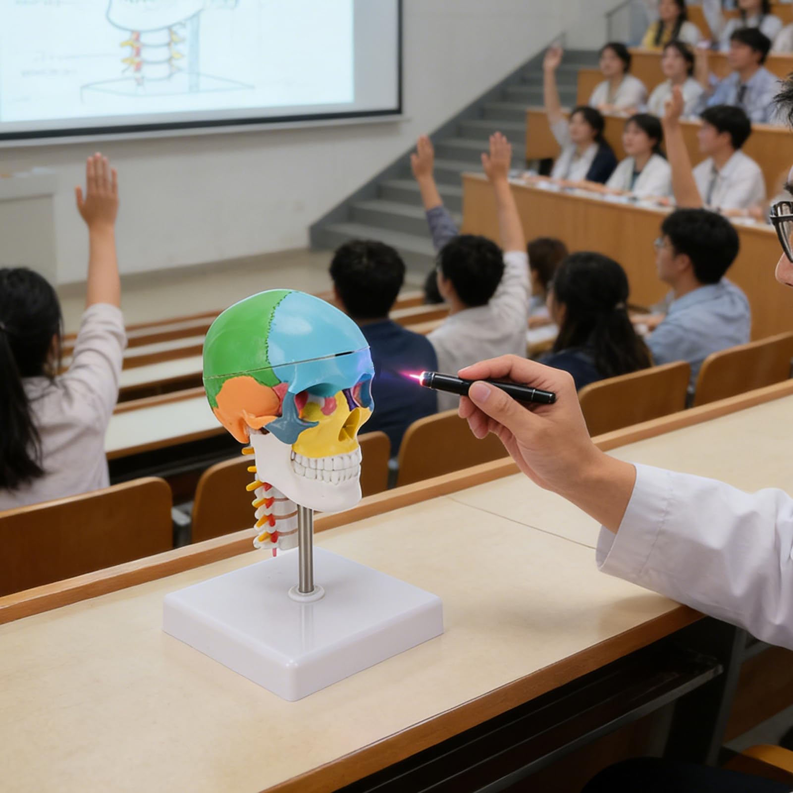 Generic Model Czaszki z Mózgiem i Kręgosłupem Szyjnym, Magnetyczna Zdejmowana Nasadka, Stabilna Podstawa, Praktyczny Sprzęt Dydaktyczny dla Studentów Kierunków Artystycznych, materiał PVC