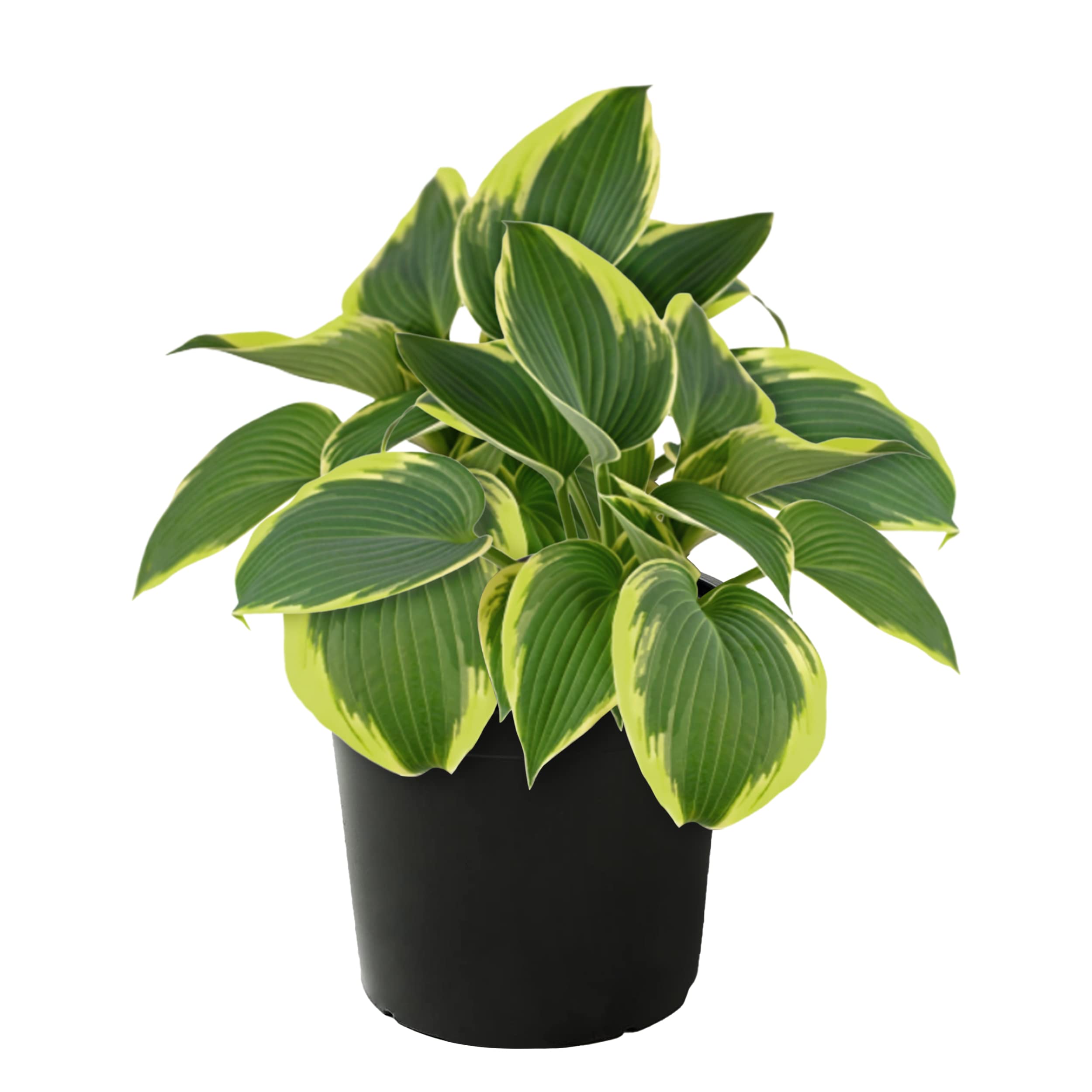 Live Hosta Bedazzled