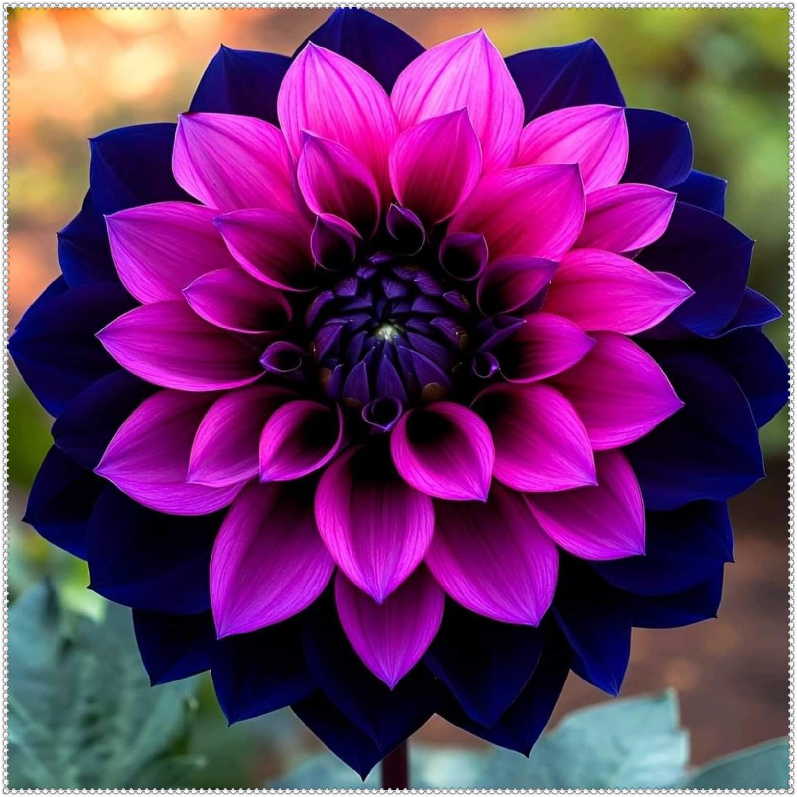 Dahlia tubers UK/Dahlia Bulbs Plants/Perennial Good for Containers for Your Beautiful Garden/Excellent Display-6 Bulbs-B