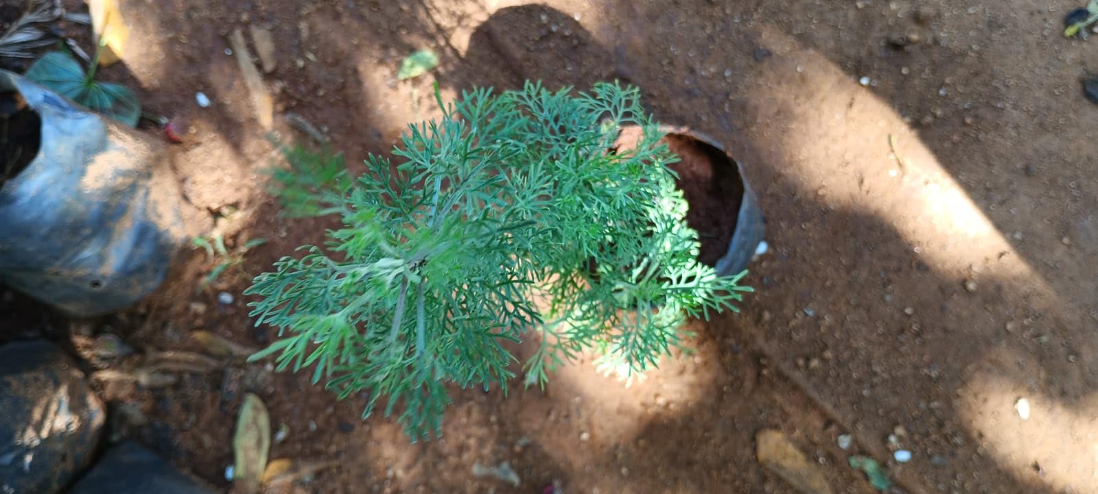 Anuraj farms dhavanam lie plant,Davanone, davan ether, davana furan and linalool DAVANA/DAVANAM/ARTEMISIA PALLENS/MARIKOZHUNDHU live plant (B0C811FTH9) Amazon Price History, Amazon Price Tracker