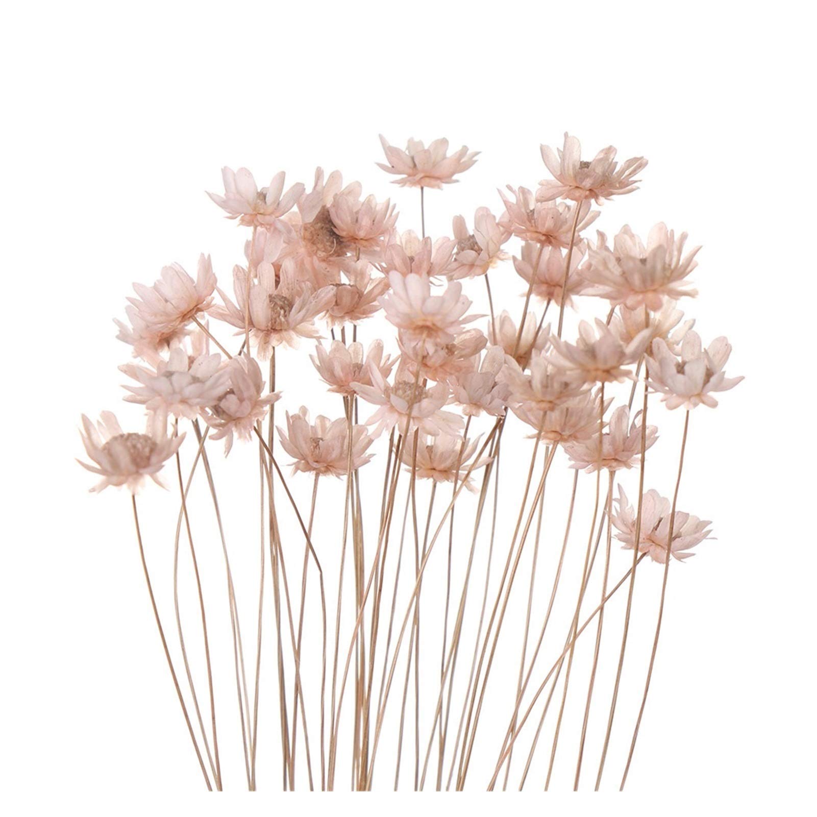 Fleurs séchées mariage rose clair pour bouquet d'invités et ateliers