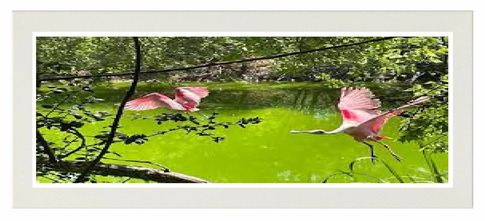 Flat Photo Frames Panoramic Picture Framers Real Wood Poster Frames White 15cm x 30cm Acrylic Glass Wall Decoration Frames