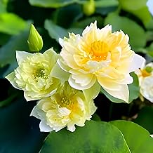 Rishika Plant House-Big Water Lily (TUBER/Root) Yellow Lotus Live Plant All Time Hybrid Orginal Variety Guarante Blooming With in 35 Days For Outdoor and...