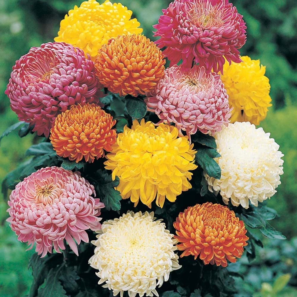Golden Bloom 3 Live Chrysanthemum Chandramallika FLower Plants Multicolour Pack Of 3 Live Plants (B0BK3QMC1G) Amazon Price History, Amazon Price Tracker