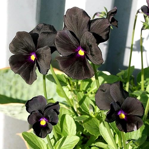 Viola Wittrockiana con cristales transparentes de pensamiento negro único, más de 40 semillas para plantar plantas de floración larga
