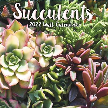 TURNER Photographic Succulents 12X12 WALL Calendar 22998940084