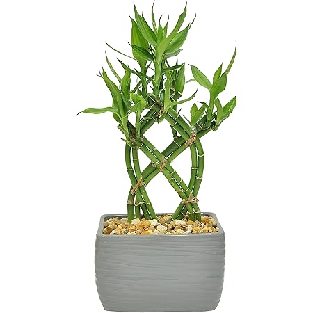Amazon Com Costa Farms Lucky Bamboo Live Indoor Tabletop Plant In Modern Home Decor 5 Inch Brown Black Ceramic Planter Great Gift For Valentine S Day Grocery Gourmet Food