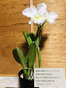 Amazon｜【花なし株のみ販売】蘭 カトレア メモリー(中大輪