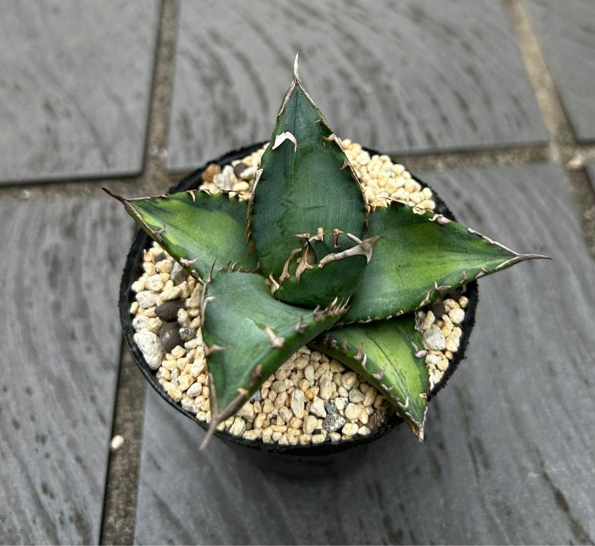 【鉢ごと】 多肉植物 硫黄団扇　狂刺シリーズ ユウレイ Amazon.co.jp: 週末タイムセール多肉植物アガベ チタノタ狂刺夕映聖