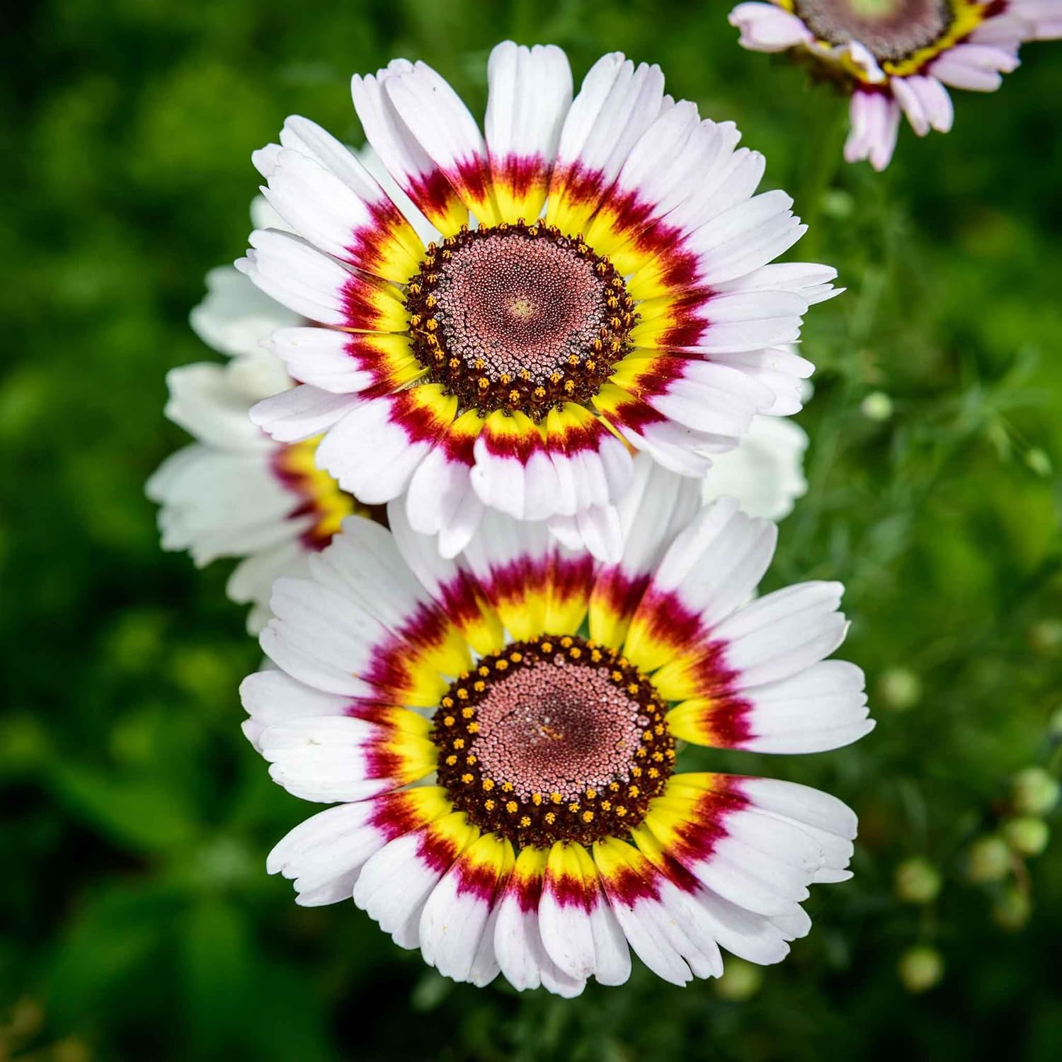 Eden Brothers Daisy Seeds (Painted) - Rainbow Mix