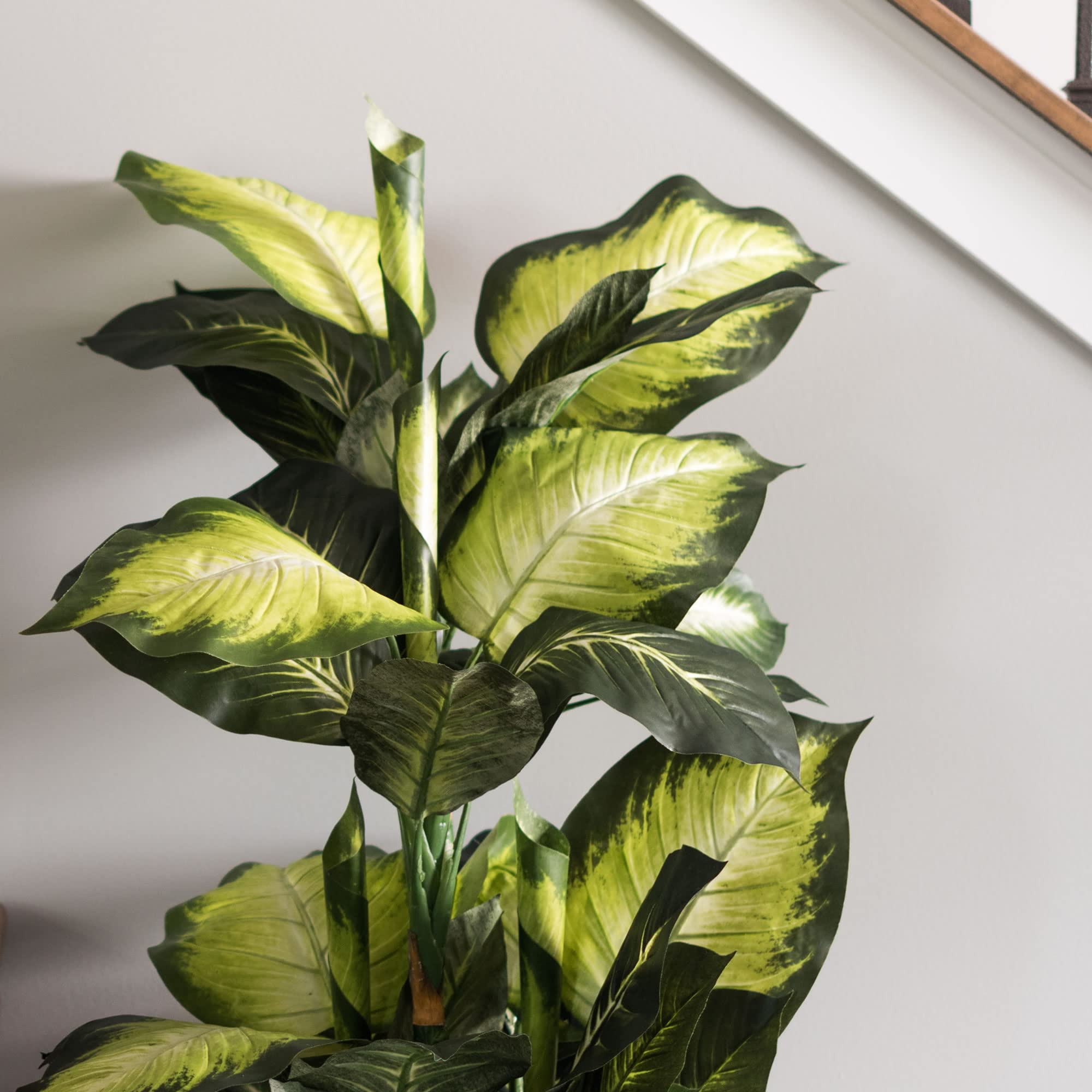 low maintenance small house plants Hardy Houseplants Duo, Small/Medium in Black | Grant