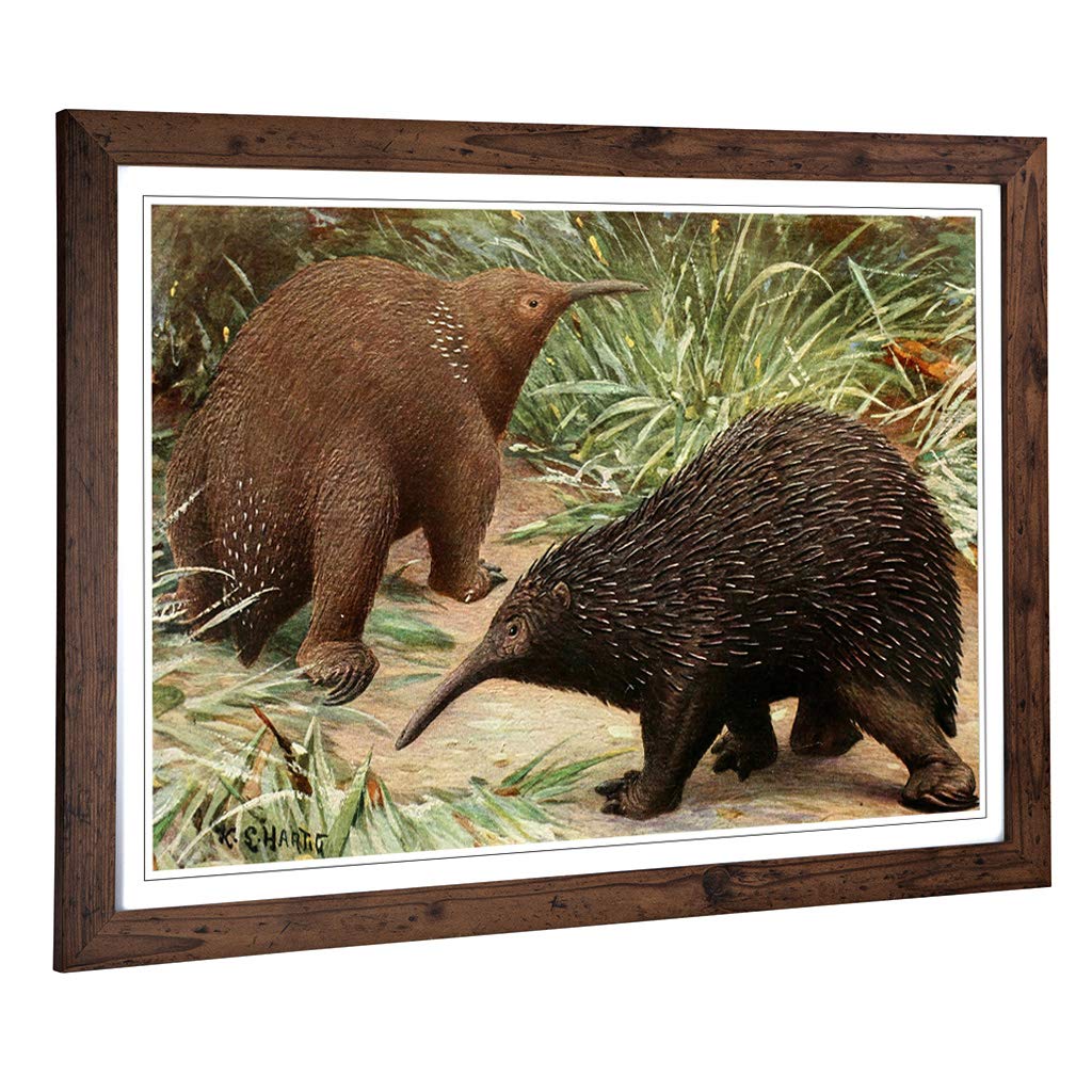 Big Box Art Framed Print of Vintage Karl Ludwig Hartig Echidna Design | Wall Art Picture | Home Decor for Kitchen, Living Room, Bedroom, Hallway, Walnut, A2 / 24.5x18 Inch / 62x45cm