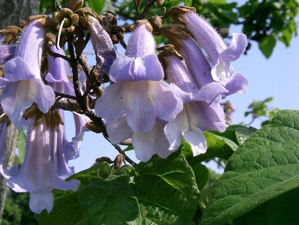 SAFLAX Arbre impérial Paulownia tomentosa 200 graines