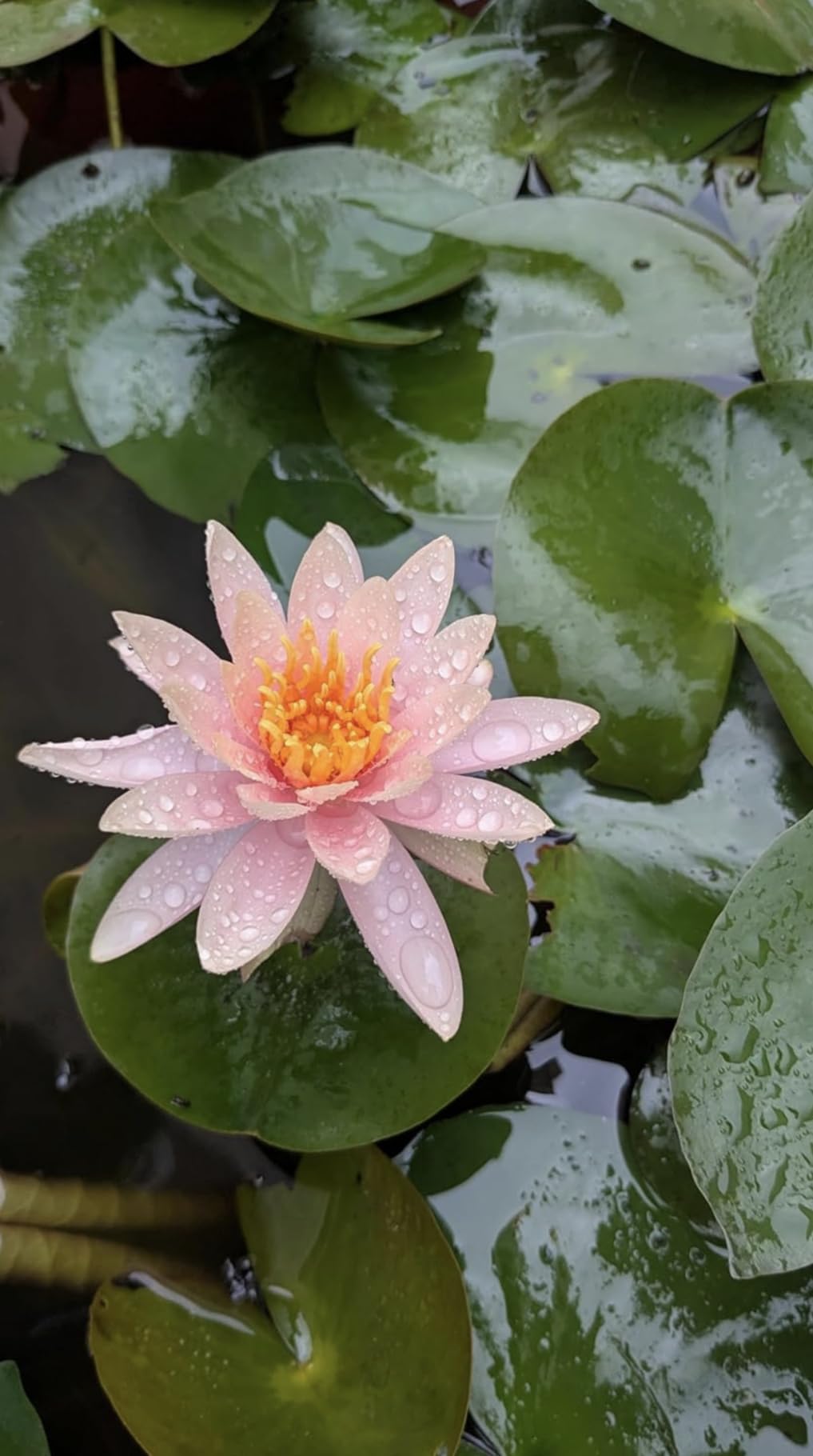 Fair Skin Colour Water Lily Live Aquatic Plant, Pink Blooms with Orange Centre, Pond or Container Garden-image-4